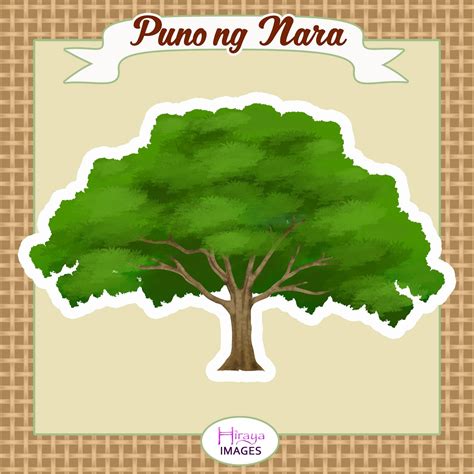 drawing larawan ng puno|Pambansang Puno ng Pilipinas .